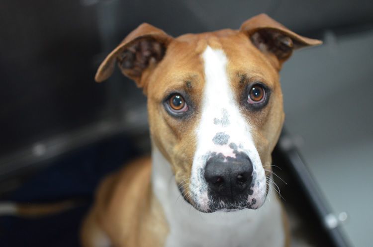 Pet of the Week